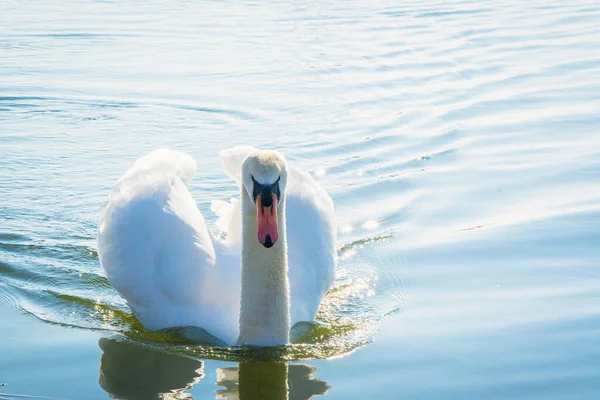 Swan Close White Swan Water Swan Swimming — Foto Stock