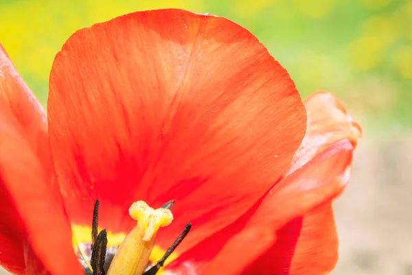 Bellissimo Fiore Rosso Vicino Petali Tulipano Tulipano Aperto — Foto Stock