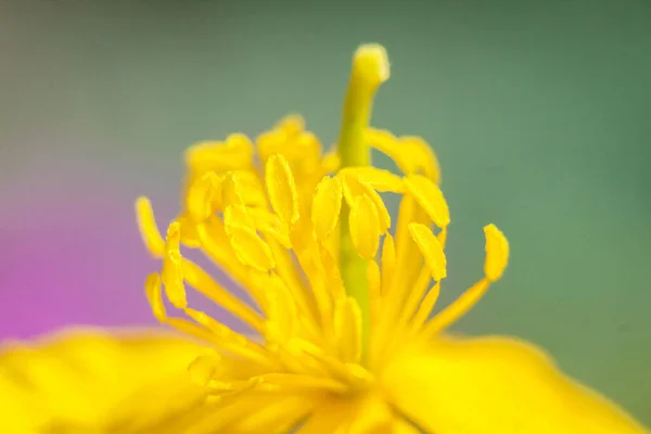 Beautiful Macro Yellow Flower Flower Close Detailed Flower — Foto Stock