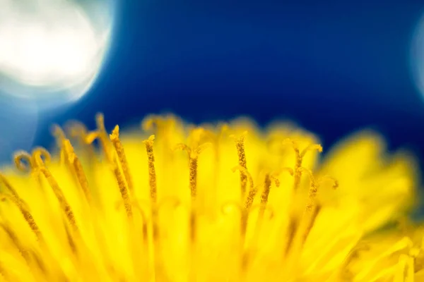 Close Yellow Flower Spring Nature Flower Close — Foto Stock