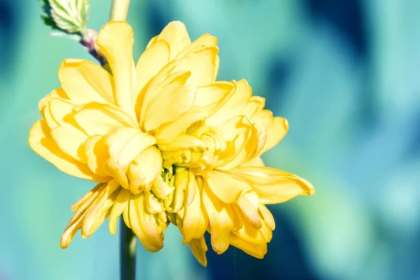 Flower Fresh Air Branch Yellow Flower — Foto Stock