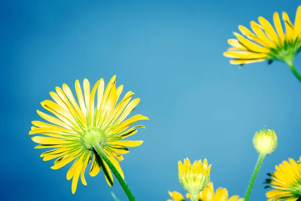 Flowers Background Blue Sky Beautiful Yellow Flowers — Foto Stock