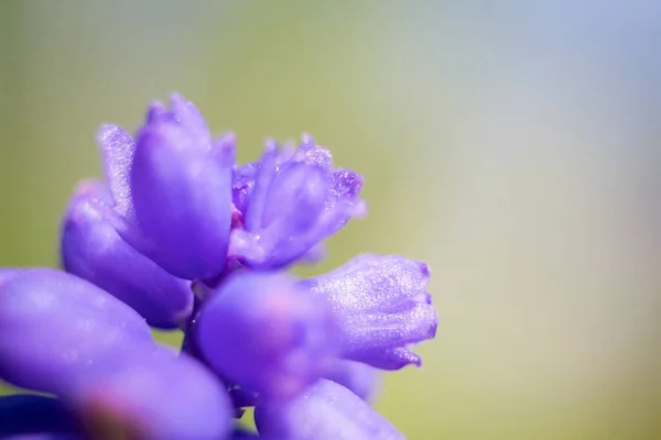 Purple Flower Small Flower Petals Close Beautiful Spring Flower — Stock Photo, Image