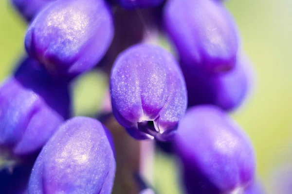 Purple Small Flower Garden Close Flower — Stock Photo, Image
