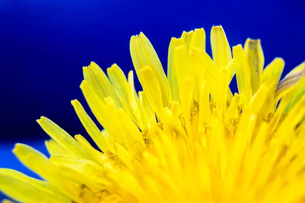 Spring Flower Warm Weather Yellow Flower Petals Close Flower — Foto Stock