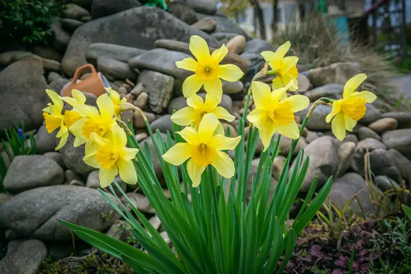 Narciso Amarillo Montón Piedras Hermosa Flor Las Piedras —  Fotos de Stock