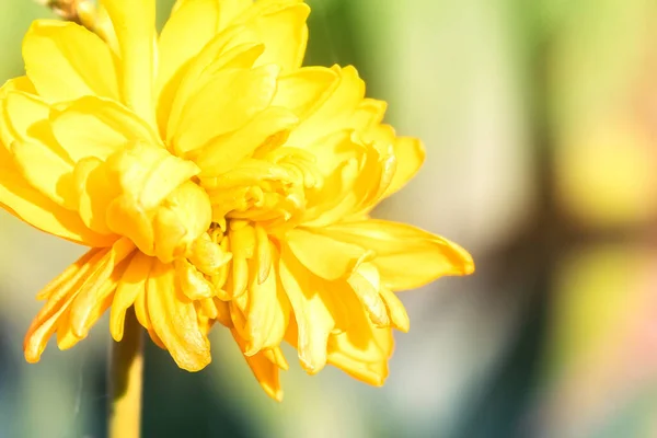 Ramo Con Fiore Giallo Fiore Primavera Rami Fioriti Della Pianta — Foto Stock