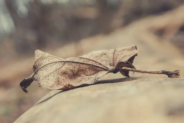 森の中の紅葉 葉を閉じてください 手紙の近くの眺め — ストック写真