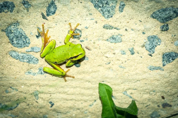 The frog hangs on the wall. Green frog. Reptile in nature