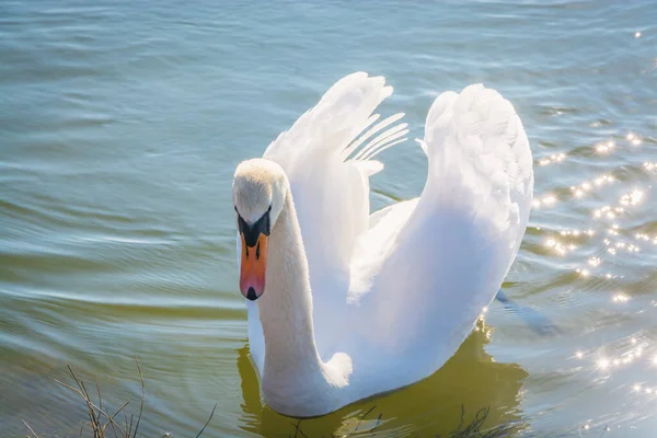 Labuť Plave Vodě Bílá Krásná Labuť Pták Jezeře — Stock fotografie