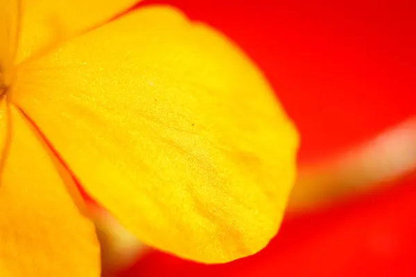 Primo Piano Petali Fiore Gialli Petalo Fiore Delicato Dettaglio Petalo — Foto Stock