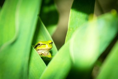 Küçük, yeşil sürüngen. Bir kurbağa çimlere bakıyor. Vahşi doğa.