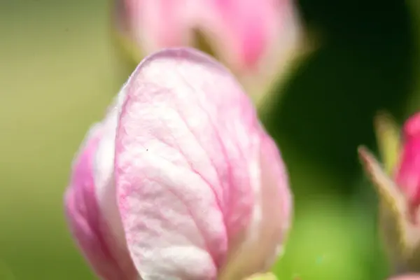 Petali Albero Fiore Fiore Rosa Vicino Gemme Una Pianta Fiorita — Foto Stock