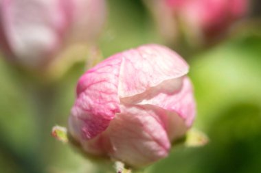 Pembe çiçek yaklaş. Çiçek açan bir bitki tomurcuğu. Bahar çiçeği