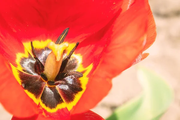 Bellissimo Tulipano Rosso Fiorito Fiore Giardino Tulipano Vicino — Foto Stock