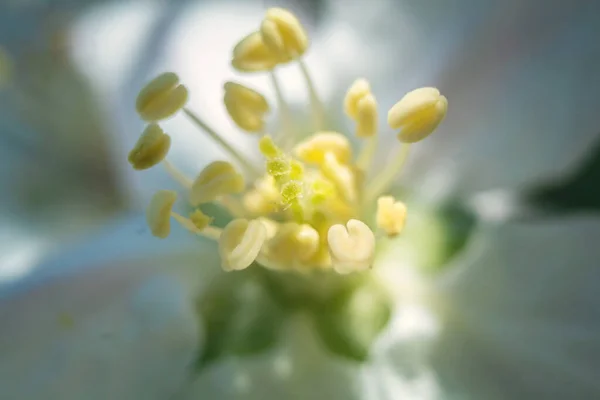 Vista Ravvicinata Della Fioritura Fiore Primaverile Primo Piano Fiore Pori — Foto Stock