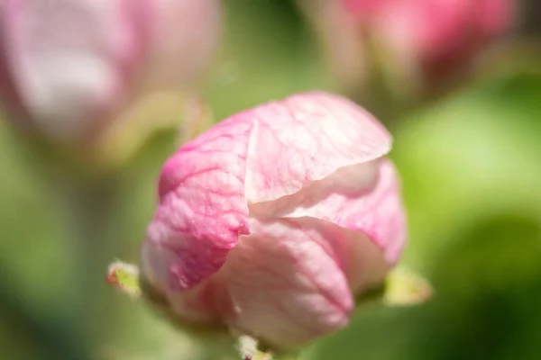 Pembe Çiçek Yaklaş Çiçek Açan Bir Bitki Tomurcuğu Bahar Çiçeği — Stok fotoğraf