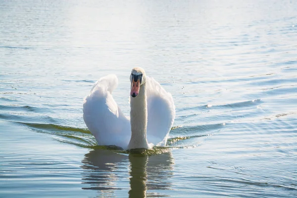 Cigno Sull Acqua Bellissimo Uccello Uccello Nuota Nell Acqua — Foto Stock