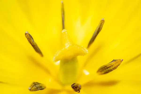 Fiore Giallo Vicino Fiore Delicato Fragile Fiore Dettaglio — Foto Stock