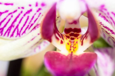 Orkide çok yakın. Güzel orkide. Pembe bitki ayrıntılarıyla. Santralin soyutlanması
