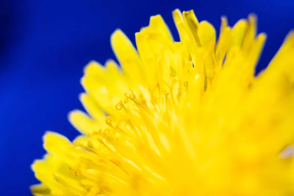 Fiore Primaverile Nella Stagione Calda Fiore Giallo Primo Piano Fiore — Foto Stock