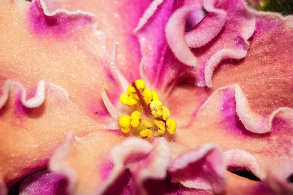 Розовый Цветок Закрой Хрупкий Красивый Цветок Розовые Лепестки Цветов — стоковое фото