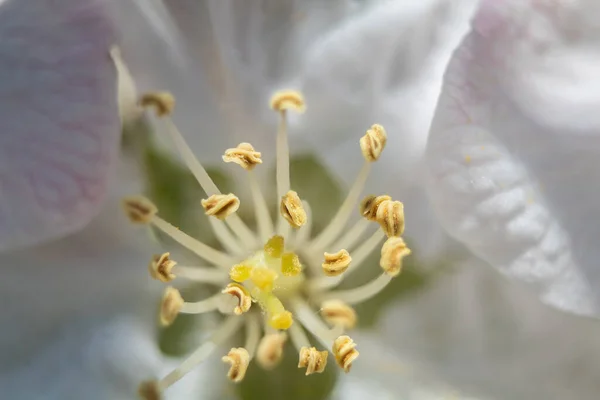 Blommar Nära Håll Vit Vårblomma Närbild Blomma Varmt Väder — Stockfoto