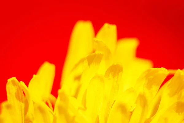 Részletes Sárga Szirom Finom Virágszirmok Szirmok Makrója Gyönyörű Virág — Stock Fotó