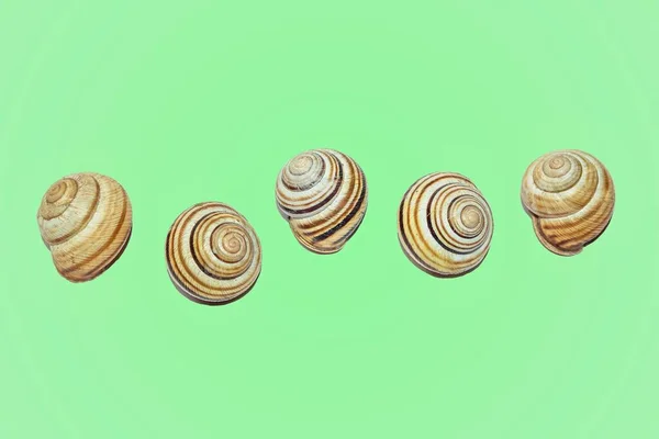 Shells Uniform Background Snails Design Beautiful Solid Shells — Stock Photo, Image