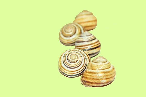 Shells Separate Background Snails Shell Delicious Snails — Stock Photo, Image