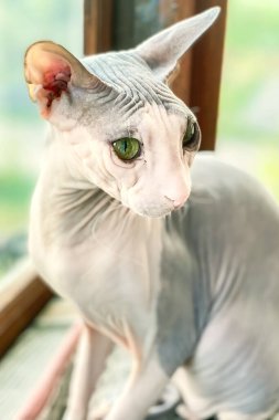 Pencere kenarında safkan bir kedi var. Sphynx kedi cinsi. Güzel kedi.