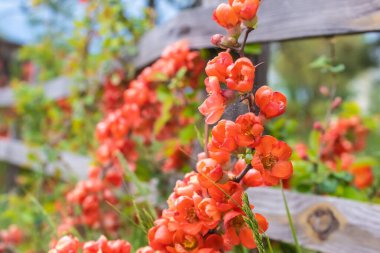 Çiçek açan bir çalılığın yakın plan görüntüsü. Çiçekler yakında. Kırmızı renk