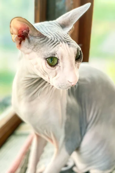 A purebred cat on the windowsill. Sphynx cat breed. Beautiful cat