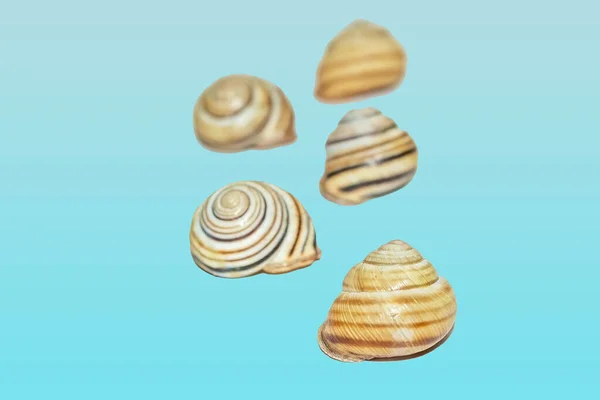 Coquilles Sur Fond Bleu Pour Design Escargot Coquille Ronde — Photo