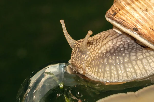 Chiocciola Vicino Mollusco Dettaglio Lumaca Striscia Sul Barattolo — Foto Stock