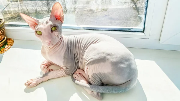 Safkan kedi. Pencere kenarında dinlenen güzel kedi. Kedi yalan söylüyor.
