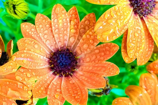 Água Cai Uma Flor Bela Flor Jardim — Fotografia de Stock