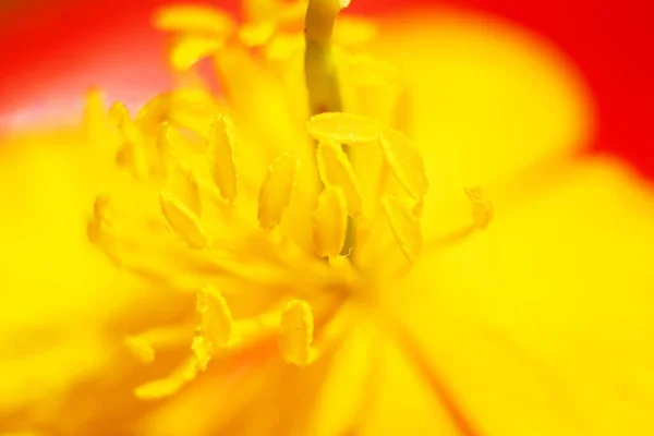 Желтый Цветок Закрывается Детальный Цветок Пыльца Цветке — стоковое фото