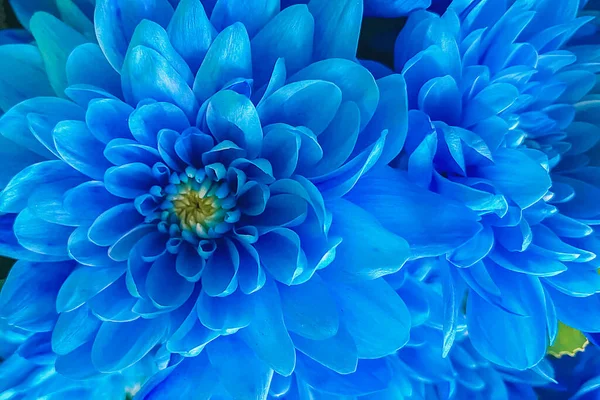 Fiore Blu Vicino Fiore Carino Delicato Bouquet Bellissimi Fiori — Foto Stock