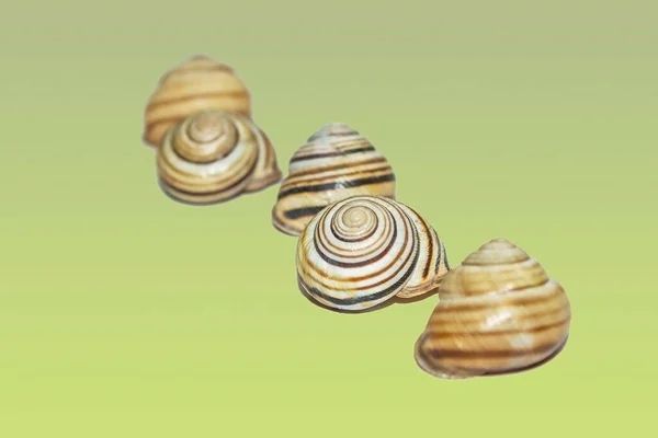 Shells Uniform Background Snail House Textured Shells — Stock Photo, Image