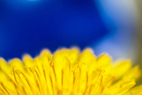 Flor Amarela Sobre Fundo Azul Flor Pequena Perto — Fotografia de Stock