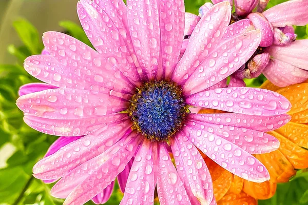Красивый Цветок Каплями Воды Цветок Закрывается Розовый Цветок Росой — стоковое фото