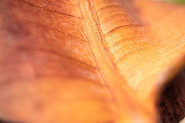 Foglia Della Pianta All Aperto Foglia Vecchia Impianto Macro Foglia — Foto Stock