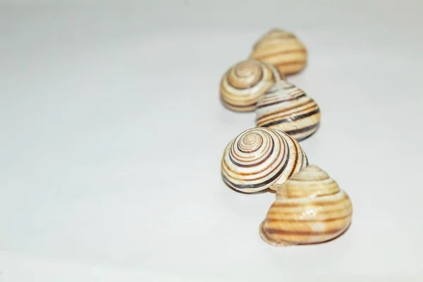 Escargots Sur Fond Pour Design Dans Une Coquille Solide Escargots — Photo