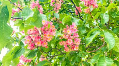 Çiçek açan ağaç dalları. Pembe çiçekler. Baharda çiçek açan ağaç. Güzel çiçek açan ağaç.