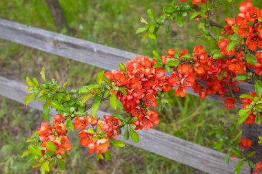 Çalılıklarda bir sürü çiçek var. Güzel bahar çiçeği. Bush tetikte.