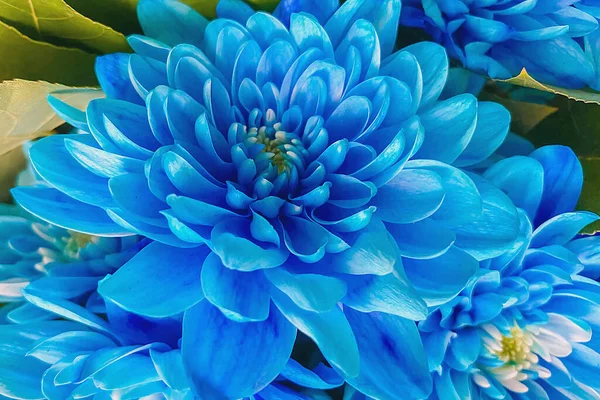 Цветите Поближе Букет Голубых Цветов Красивые Цветы Фона — стоковое фото