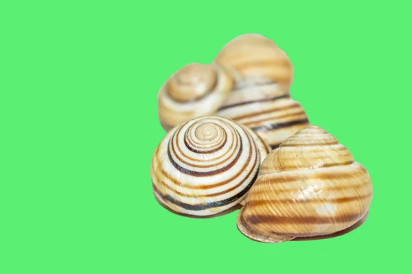 Textured Shells Green Background Snails Shell Delicious Snails — Stock Photo, Image
