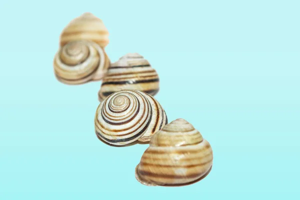 Shells Blue Background Shell Snail Textured Shells — Stock Photo, Image