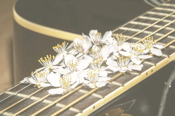 Gitar tellerinde bahar çiçekleri. Çiçekli gitar. Beyaz çiçekler